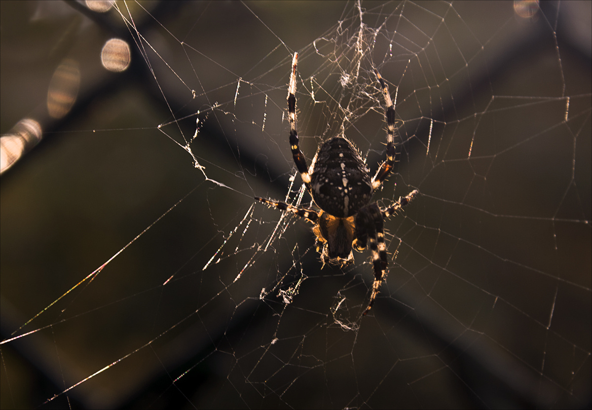 Ellenfényes araknofóbia - Pók