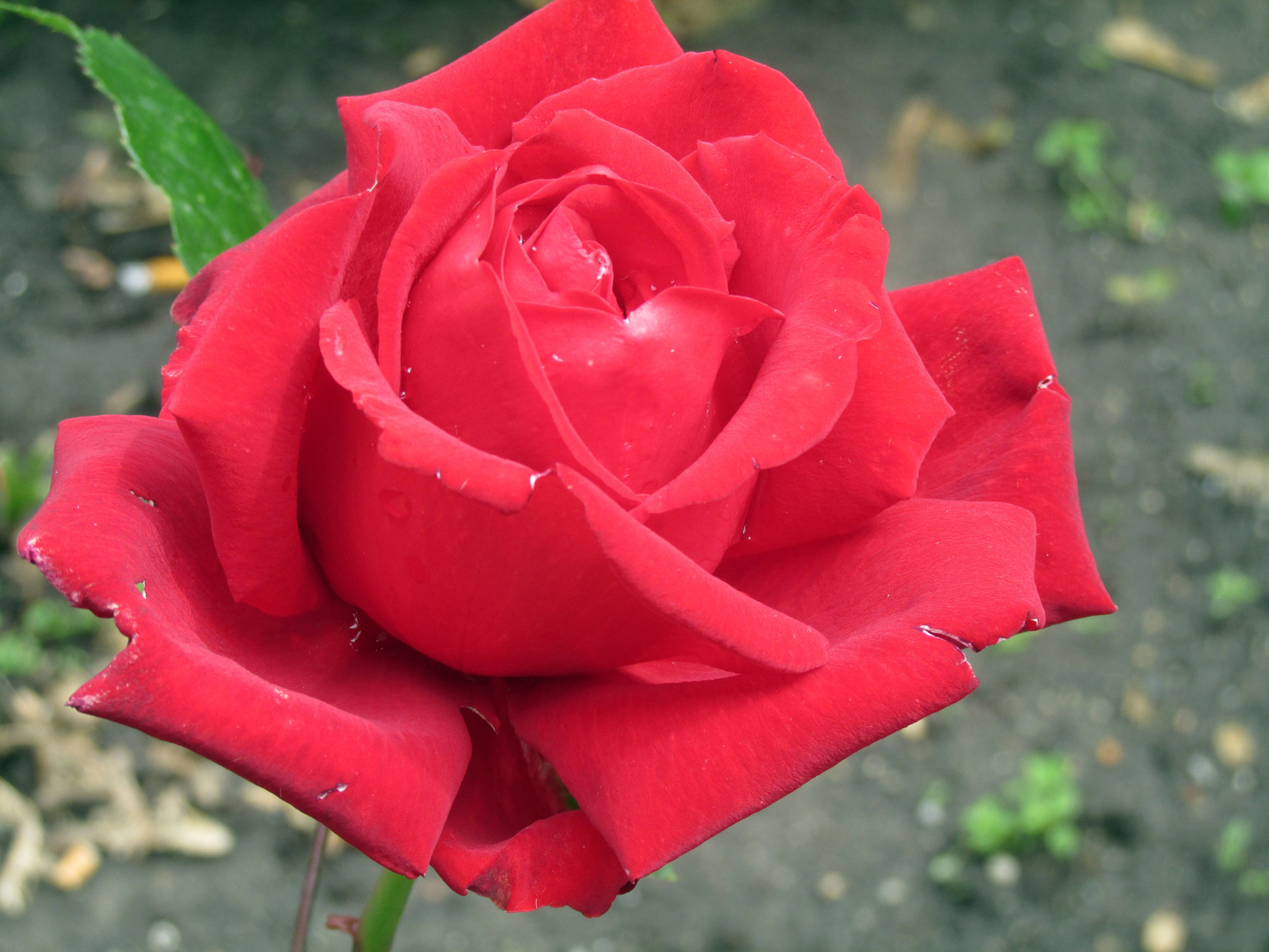 Piros rózsa