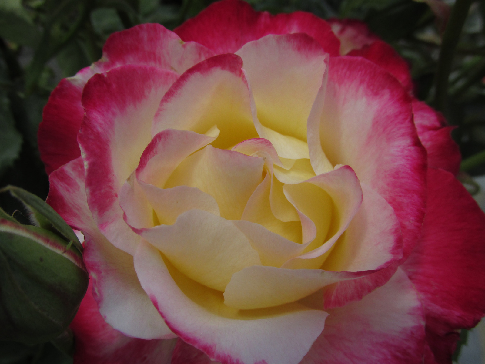 Többszínű rózsa