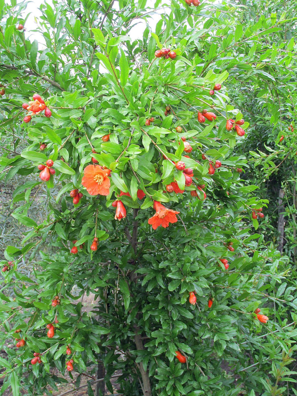 Virágzó gránátalmafa