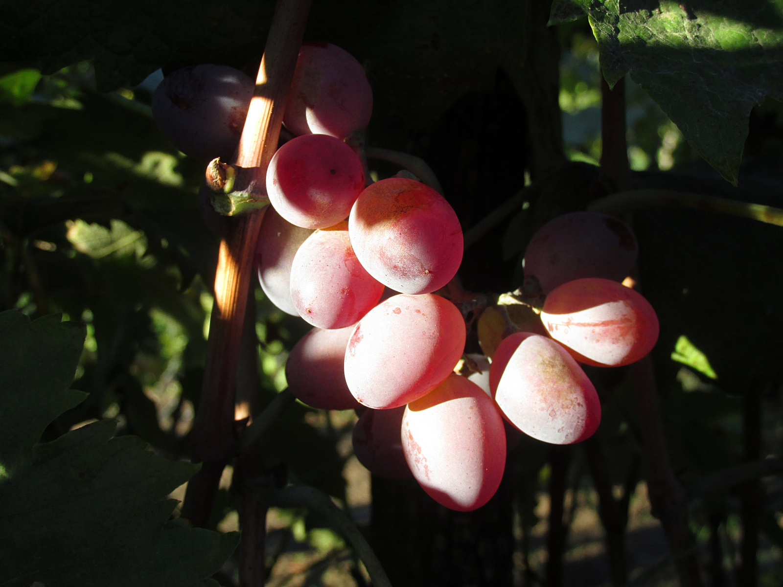 Kukucskáló szőlő
