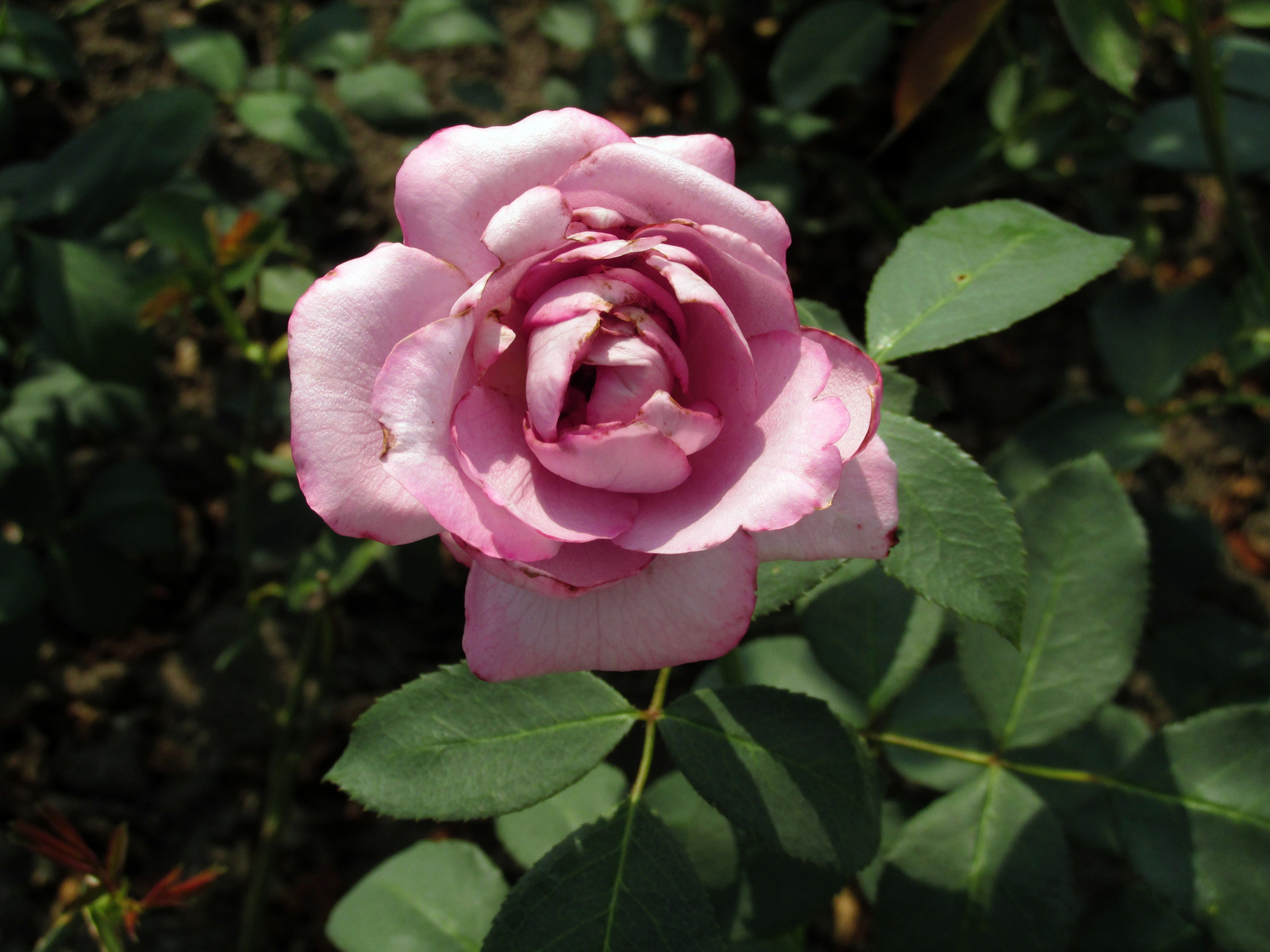 Rózsakert rózsája