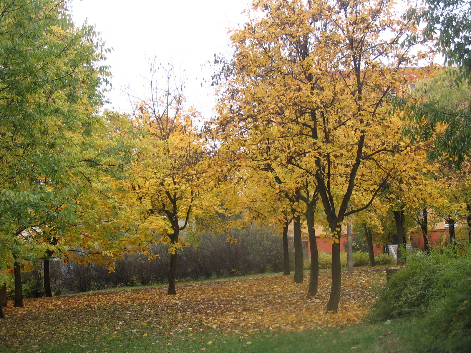 Ősz,2007.10.30 051