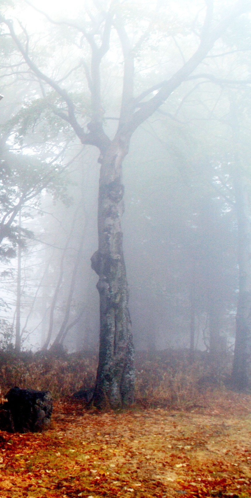 ködös ősz