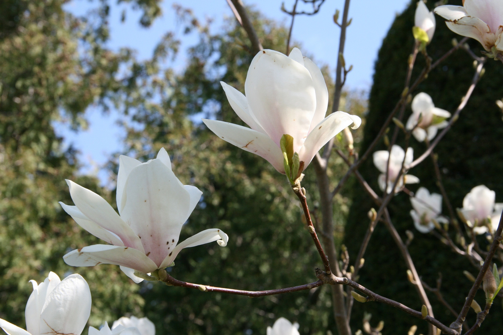 fehér tulipánfa